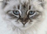 (image for) Soft Grey - Cat